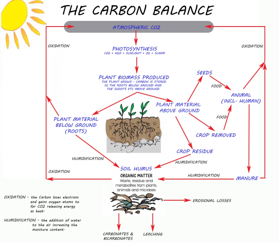 Soil Food Web Carbon Copy