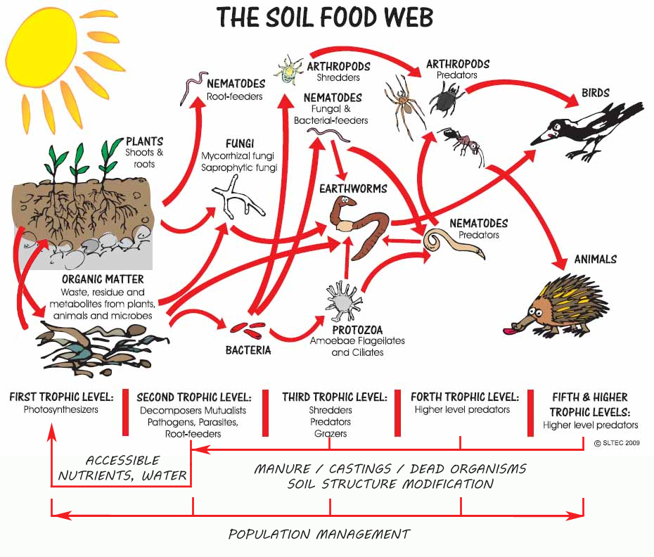 Soil Food Web Expanded copy