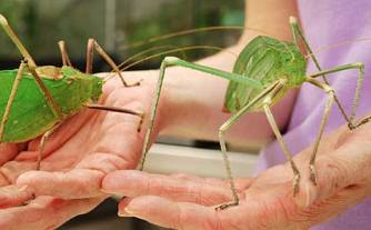 giant-long-legged-katydids