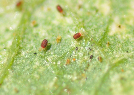4 Spider Mite - Bean mite and 2 spotted